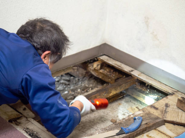 Best Crawl Space Mold Remediation in Vernal, UT