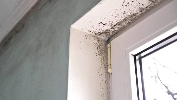 Best Industrial Mold Remediation in Vernal, UT