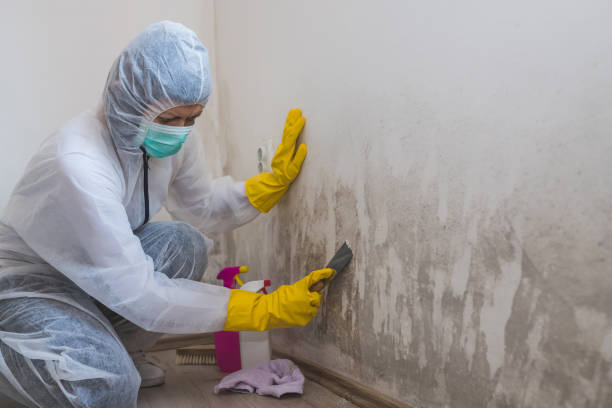 Vernal, UT Mold Remediation Company