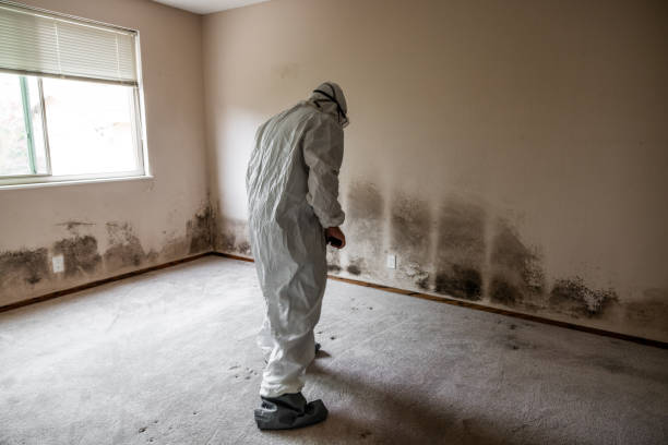 Professional Mold Remediation in Vernal, UT