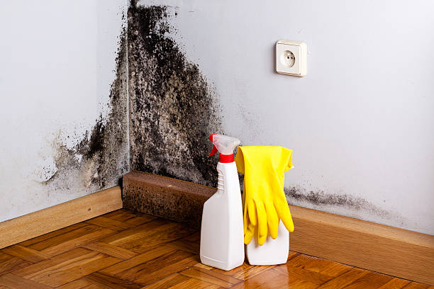 Best Residential Mold Remediation in Vernal, UT